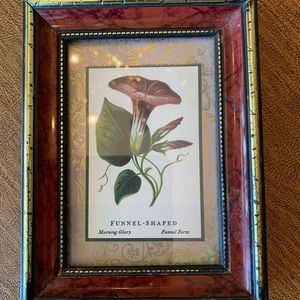 Picture with Maroon Morning Glory